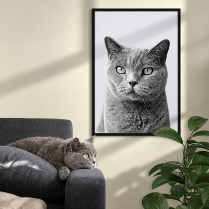 Personalisiertes Poster mit Schwarz-Weiß-Haustierportrait eines grauen Katers in einem Rahmen. Katze liegt auf einem Sofa.