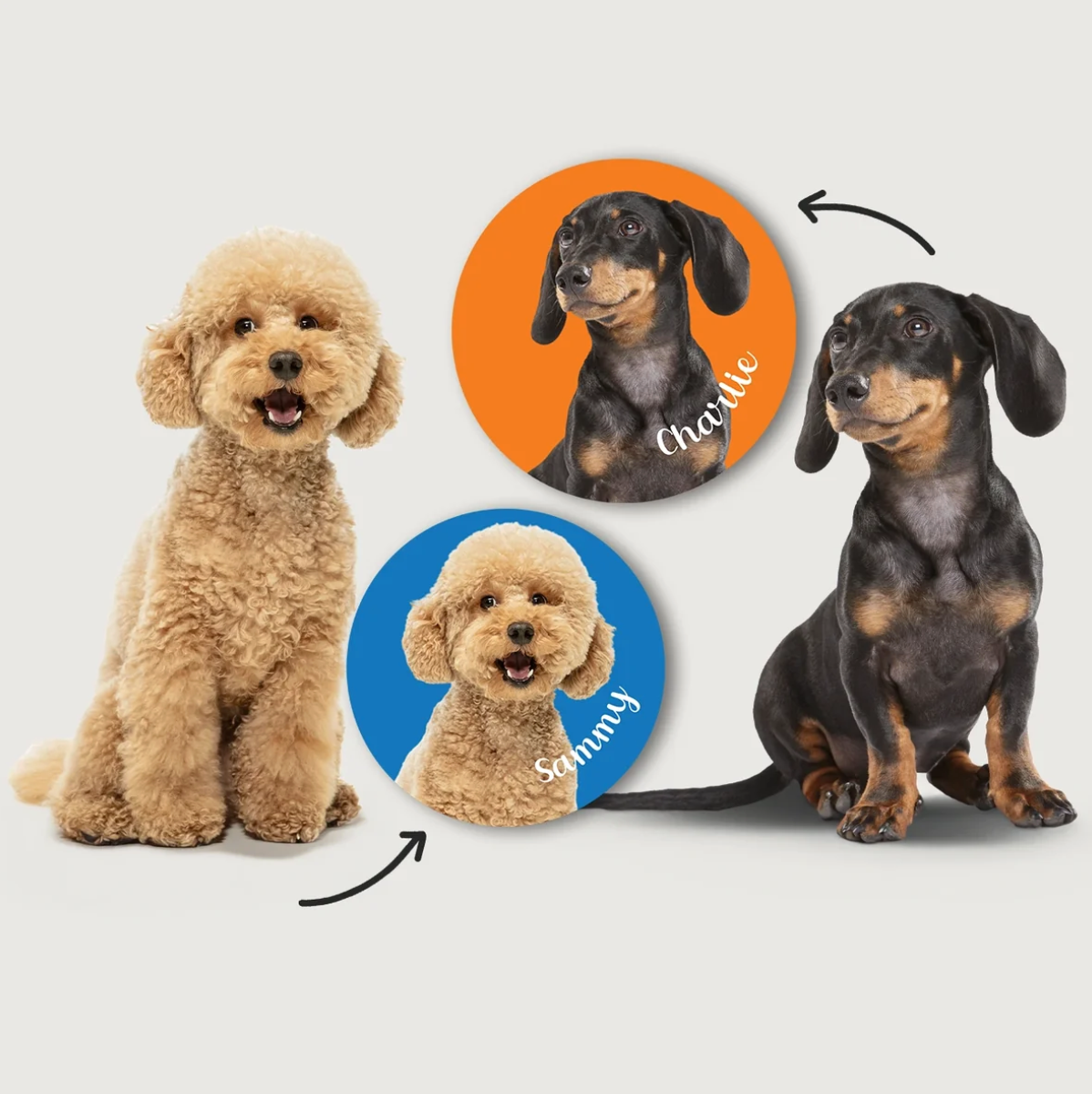 Hunde in verschiedenen Farben und Posen, umgeben von runden Aufklebern mit Namen auf buntem Hintergrund.