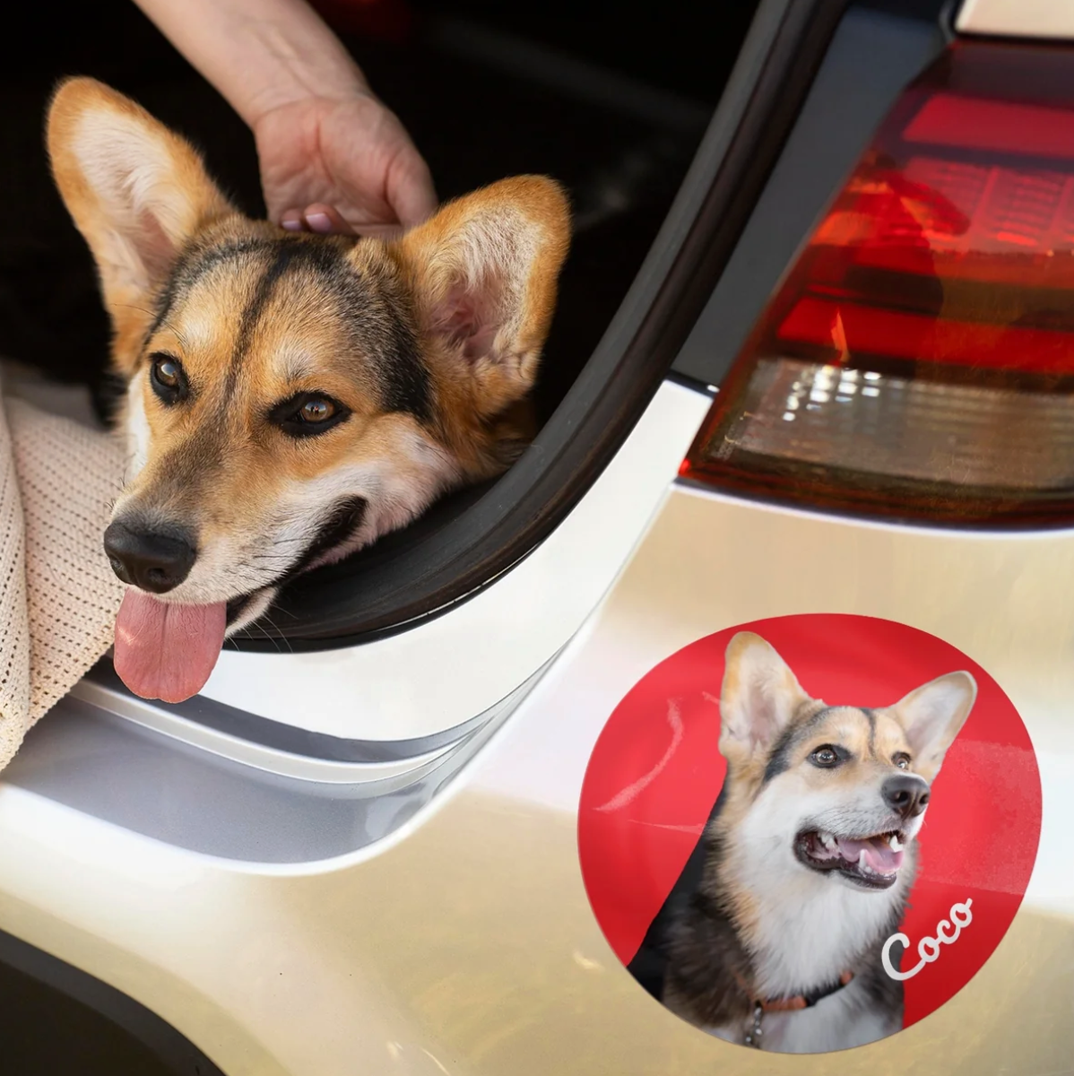 Corgi im Auto mit personalisiertem Aufkleber auf der Karosserie.