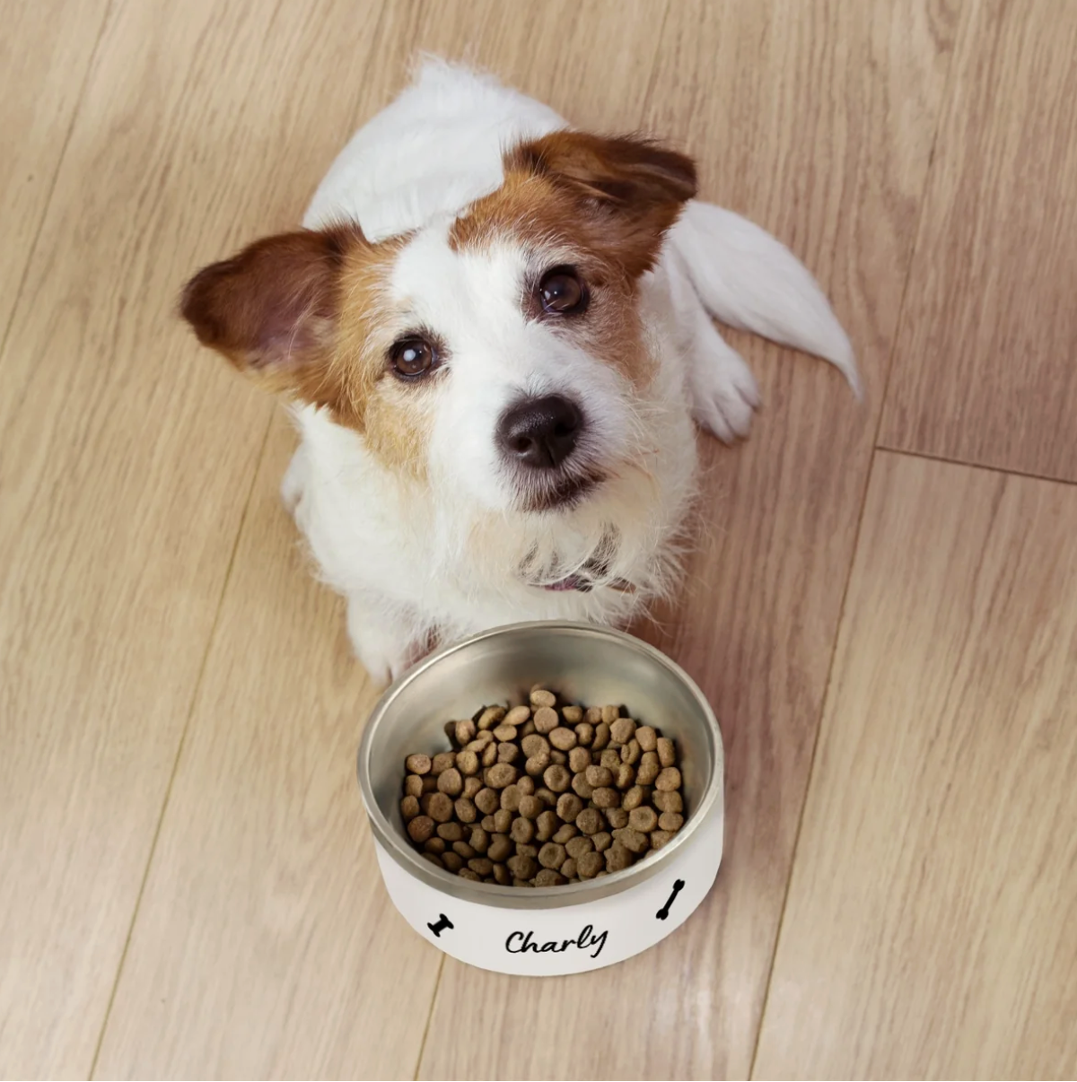 Hund sitzt neben einem personalisierten Tiernapf mit Futter, Aufschrift "Charly". Napf ist weiß und metallisch.
